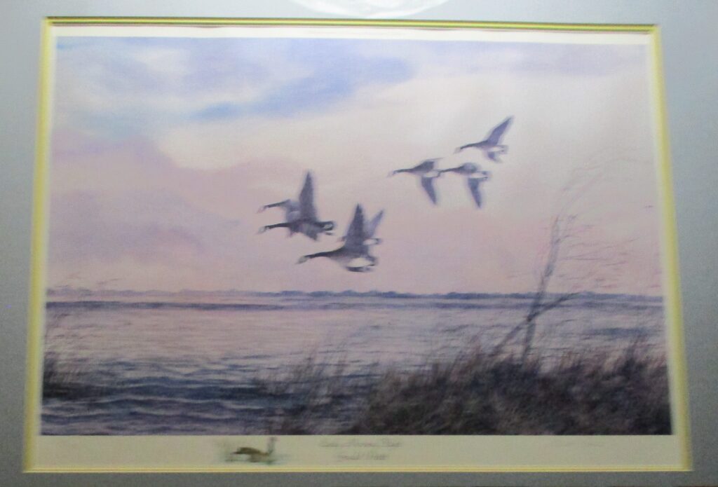 Federal Duck Stamp Collection